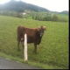 Limousin